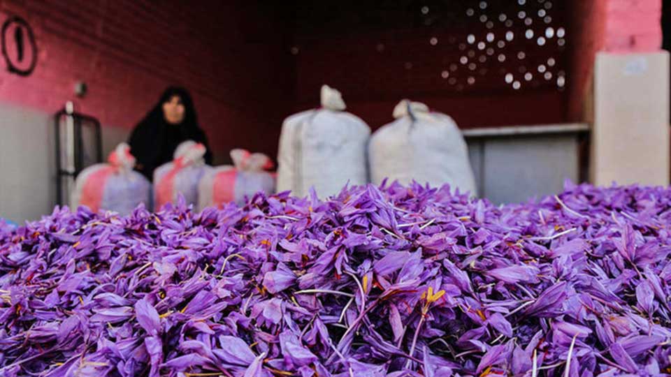 کاربرد زعفران